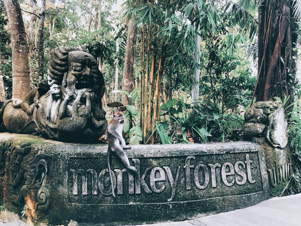 Monkey Forest